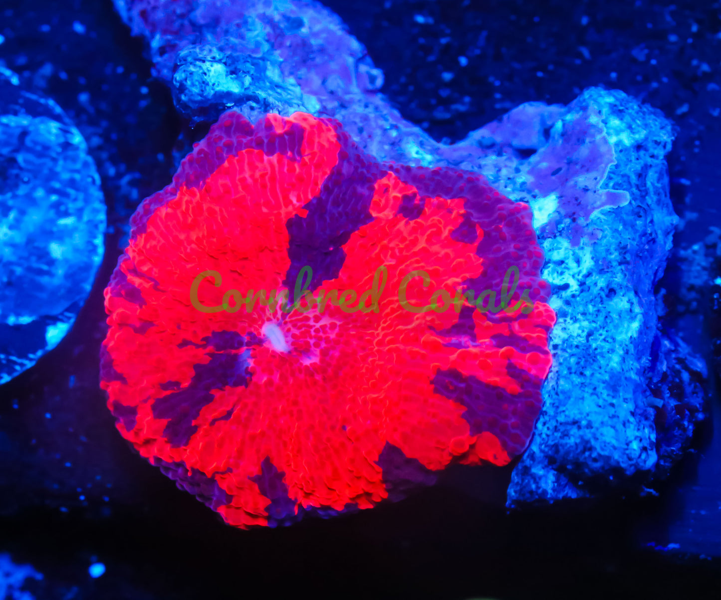 Cornbred's Deadpool Mushroom - WYSIWYG