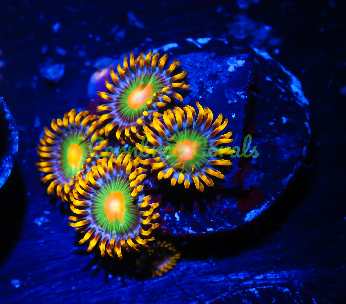 Cornbred's Blanka Zoas
