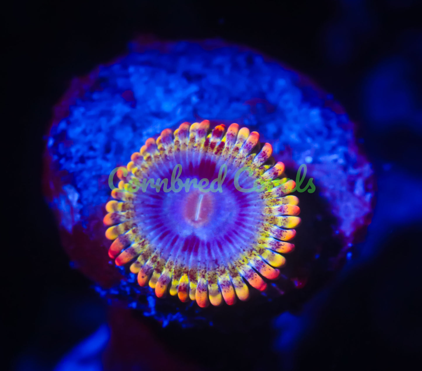 Cornbred's Rainbow Rhino Paly