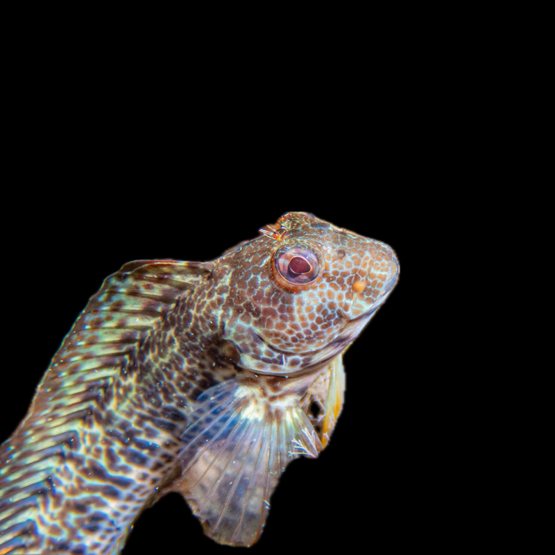Algae Blenny