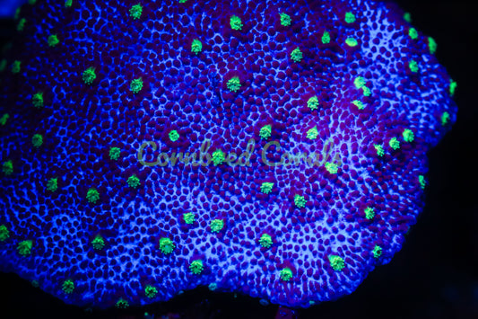 Cornbred's Alien Egg Cyphastrea