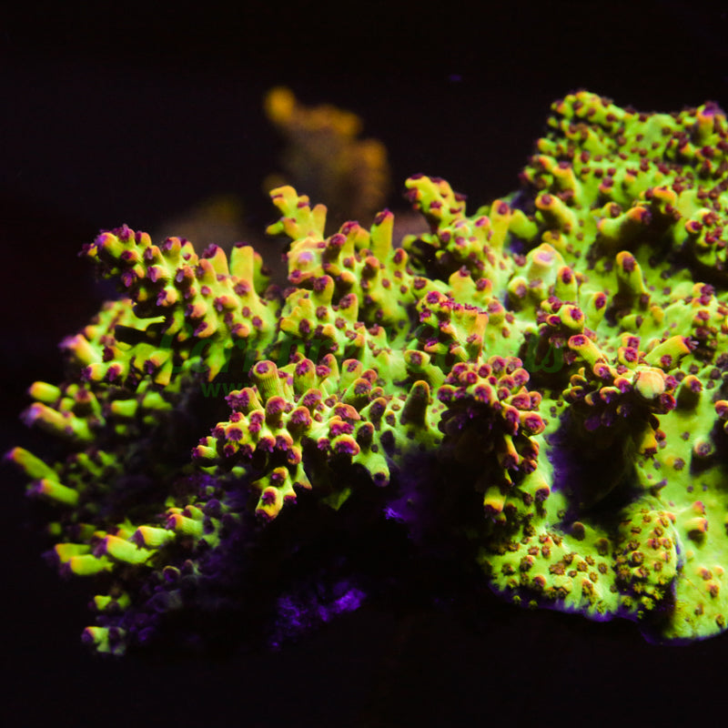 Cornbred's Atomic Fireball Acro - WYSIWYG