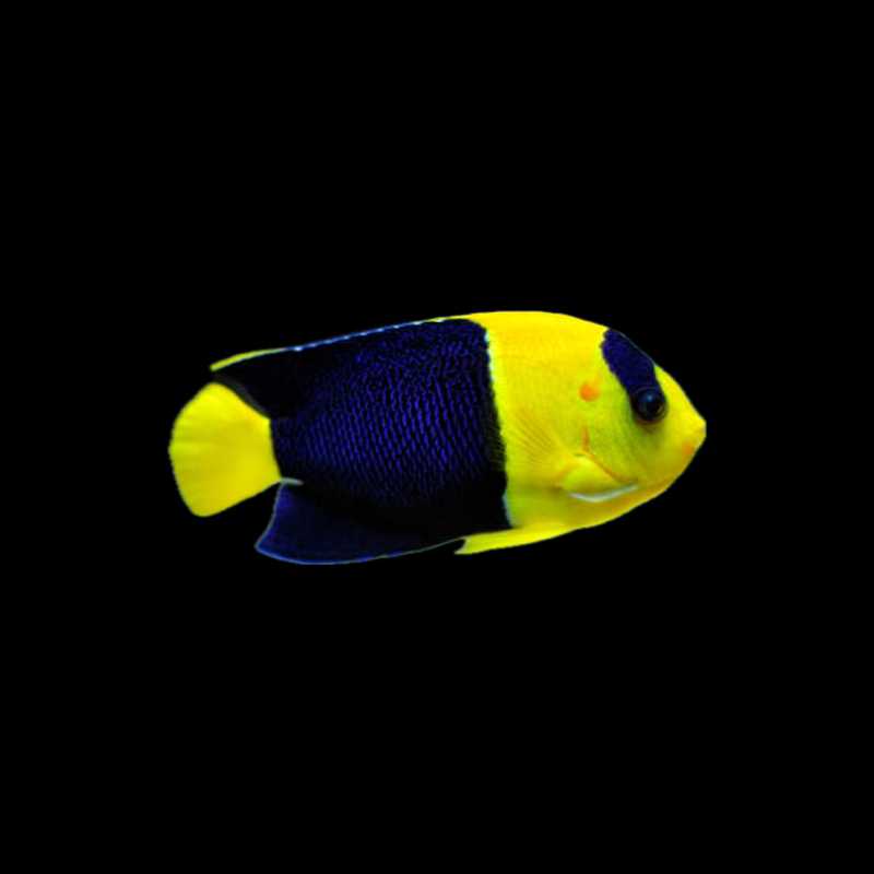 Bicolor Angel Fish
