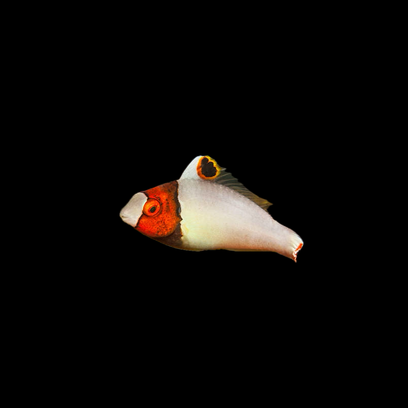 Bicolor Parrot Fish