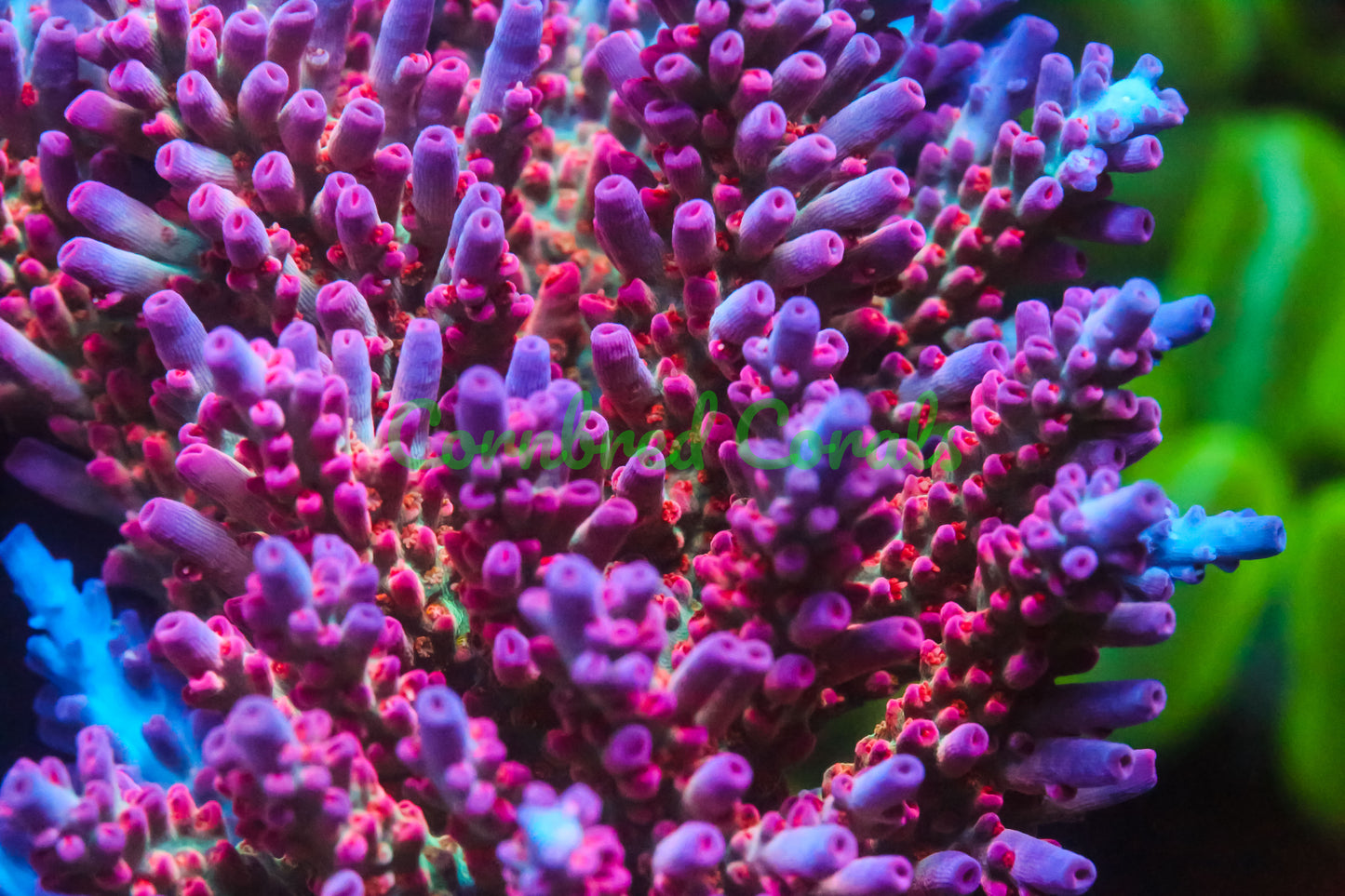 Cornbred's Birthday Cake Acro