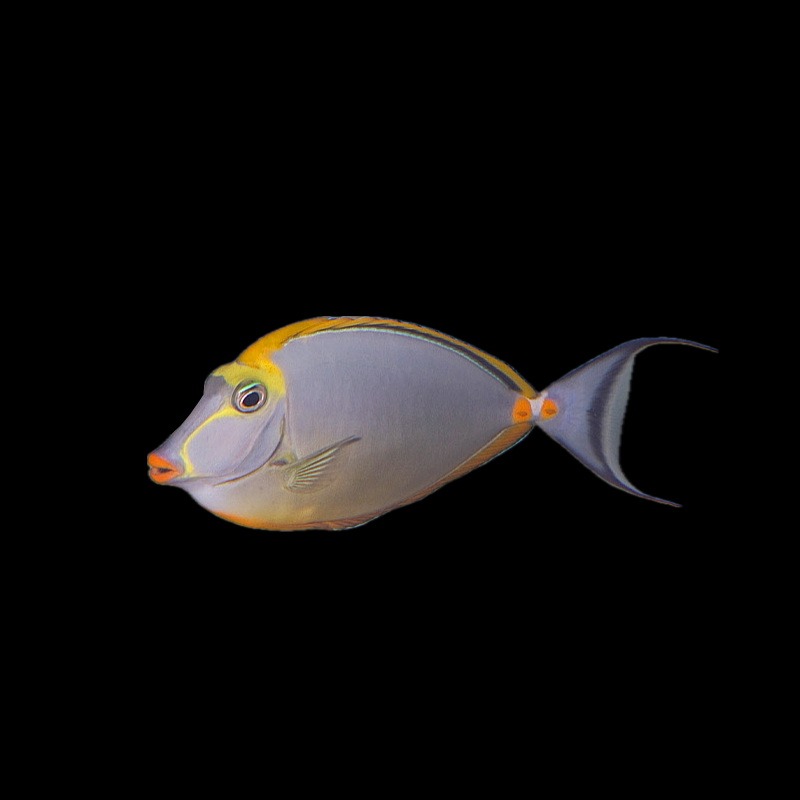 Blonde Naso Tang - Indonesia