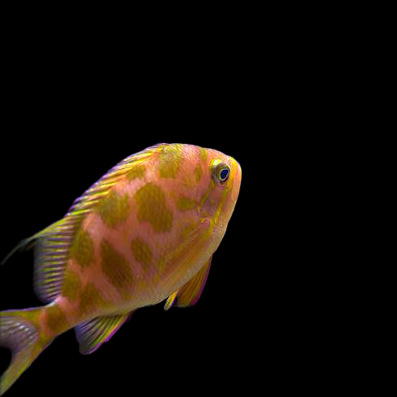 Blotched Anthias