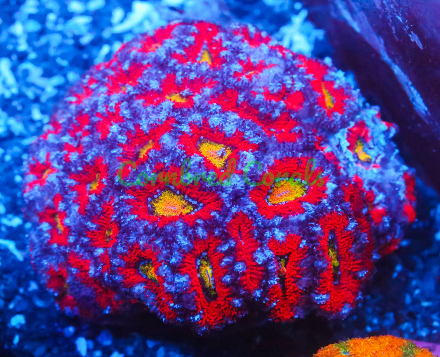 Cornbred's Blowtorch Acan