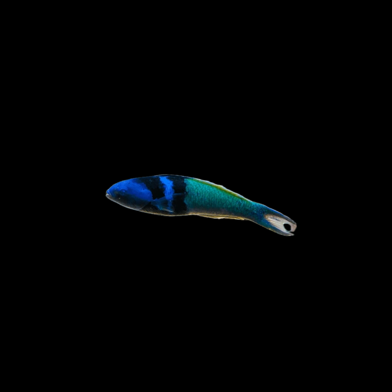 Blue Head Wrasse - Atlantic