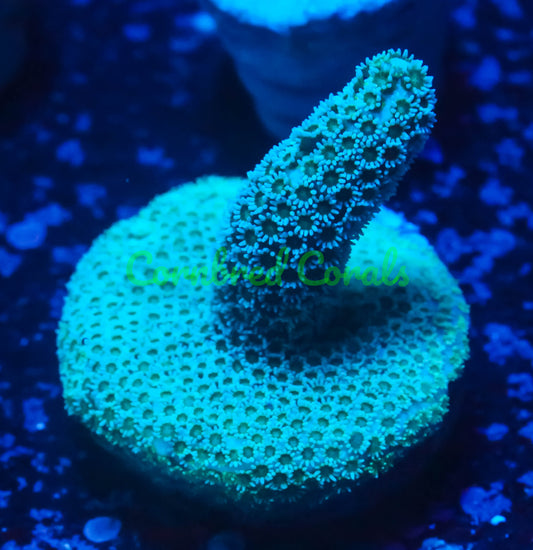 Cornbred's Blue Digi