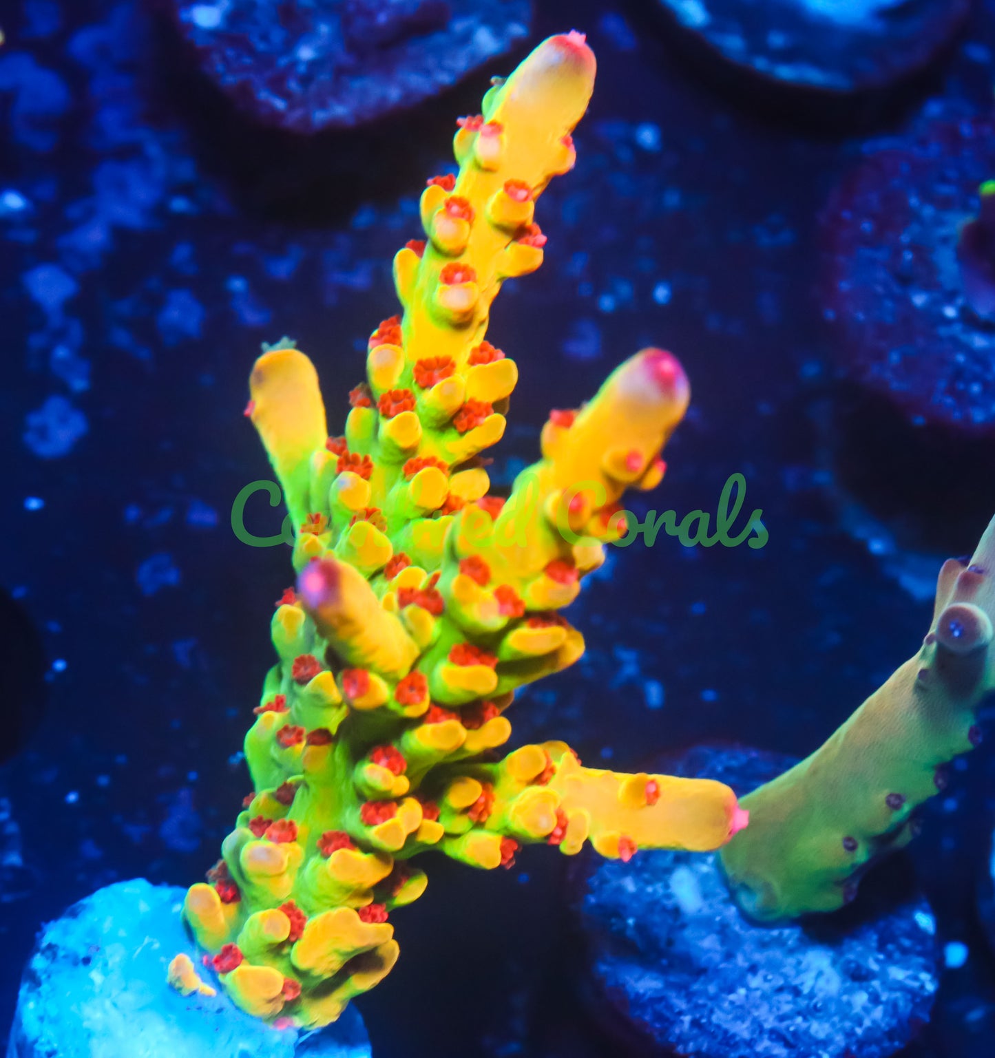 Cornbred's Budgie Smuggler Acro - WYSIWYG