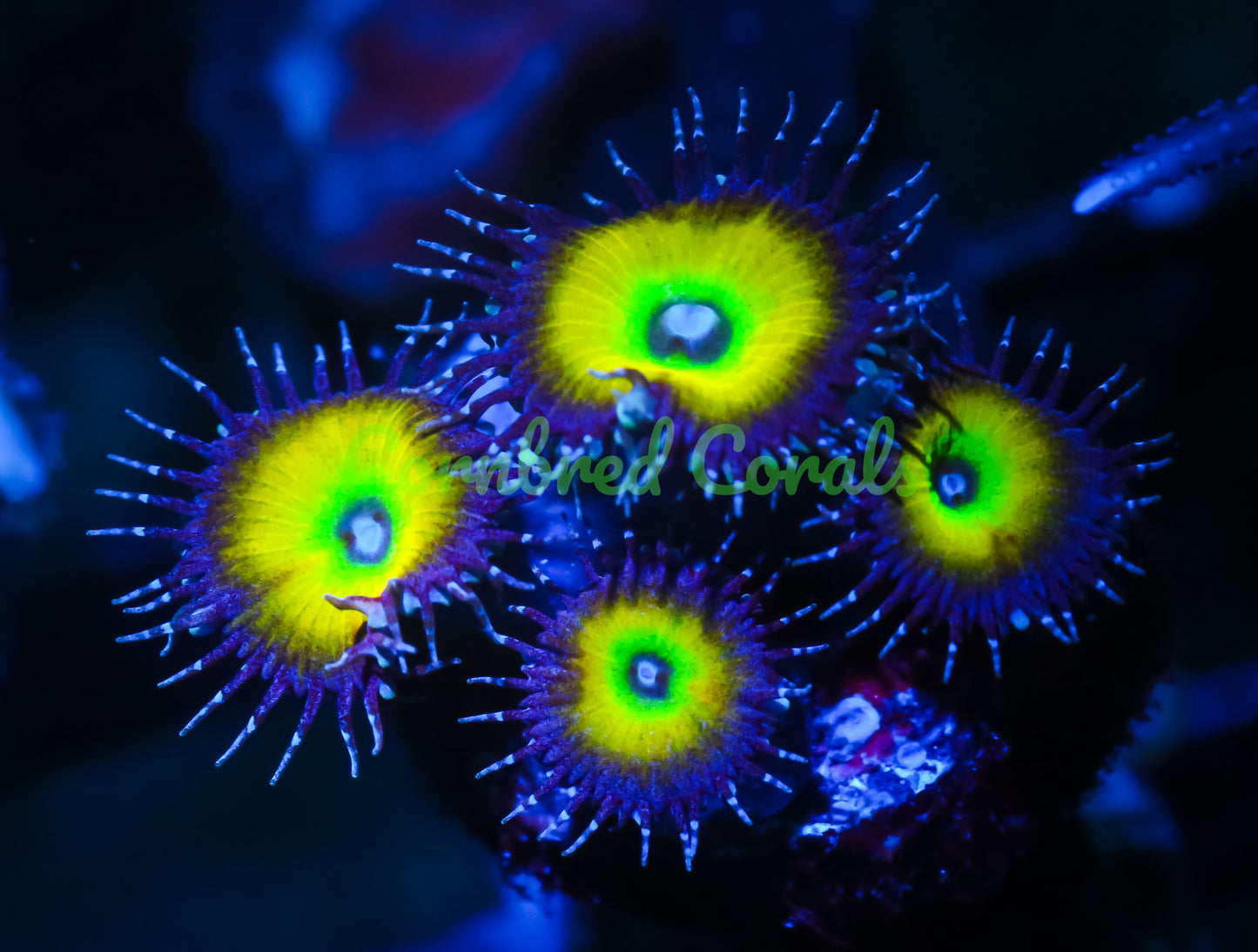 Cornbred's Citrus Cooler Palys - WYSIWYG