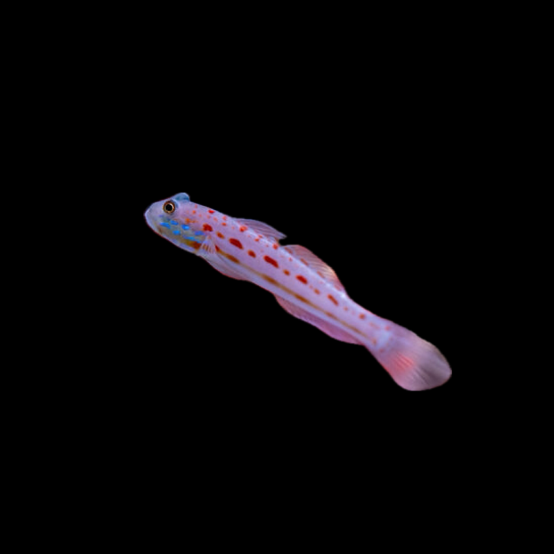 Diamond Goby - Sri Lanka