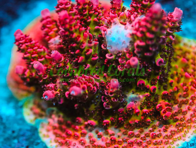 Cornbred's Dippin Dots Acro