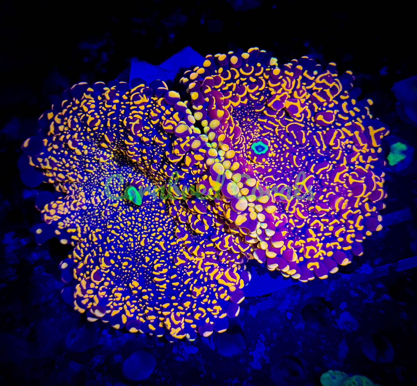 Cornbred's Doughboy Bean Bag Bounce Mushroom - WYSIWYG