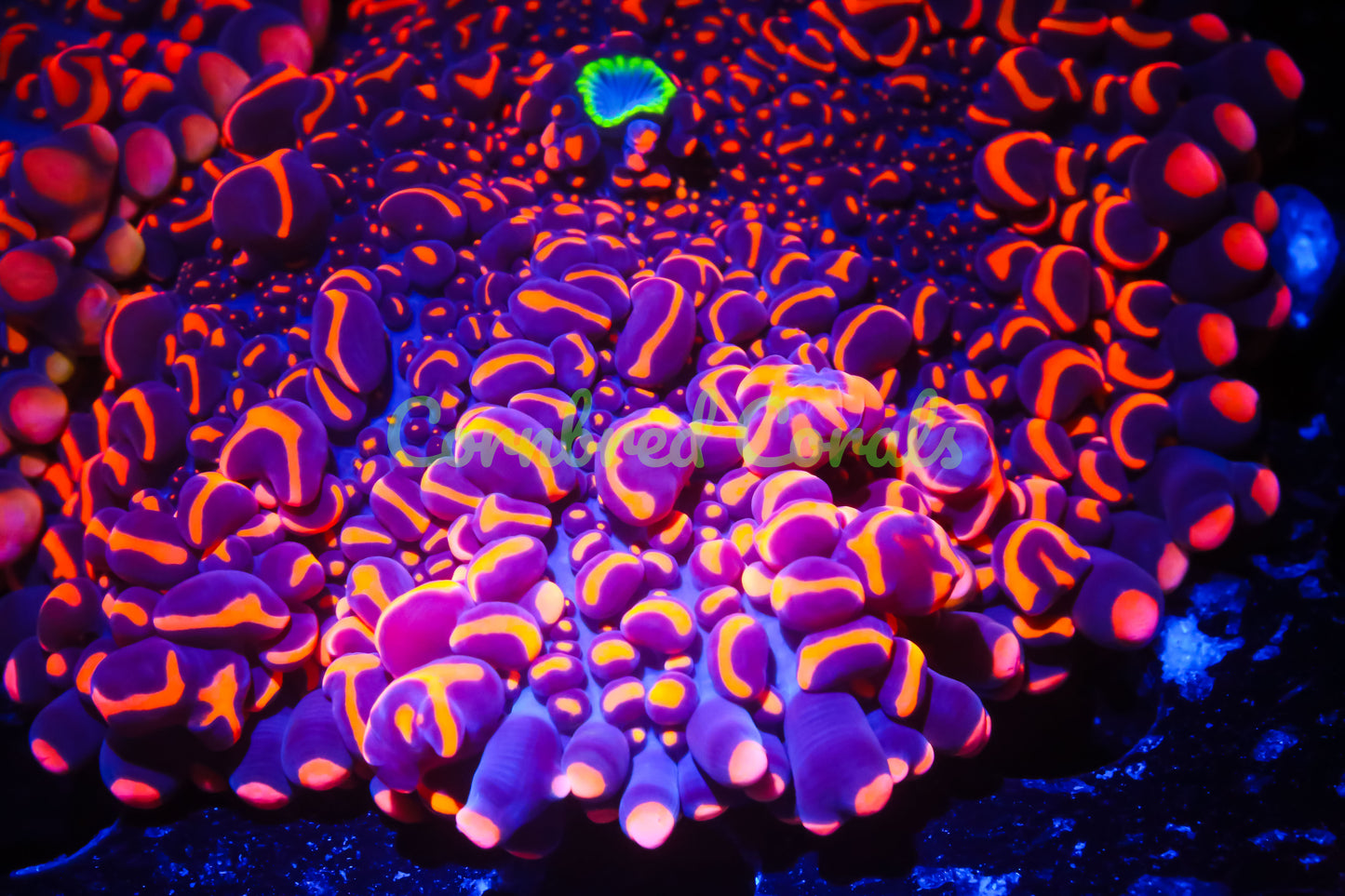 Cornbred's Doughboy Bean Bag Bounce Mushroom - WYSIWYG