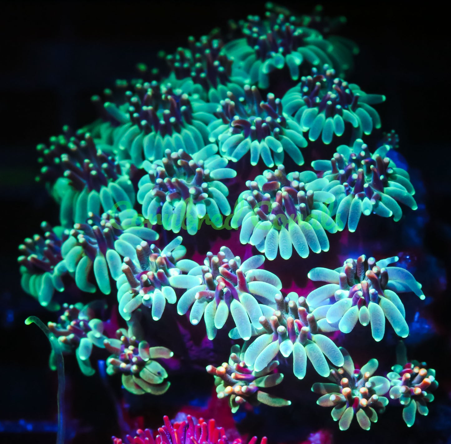 Cornbred's Dream Catcher Galaxia