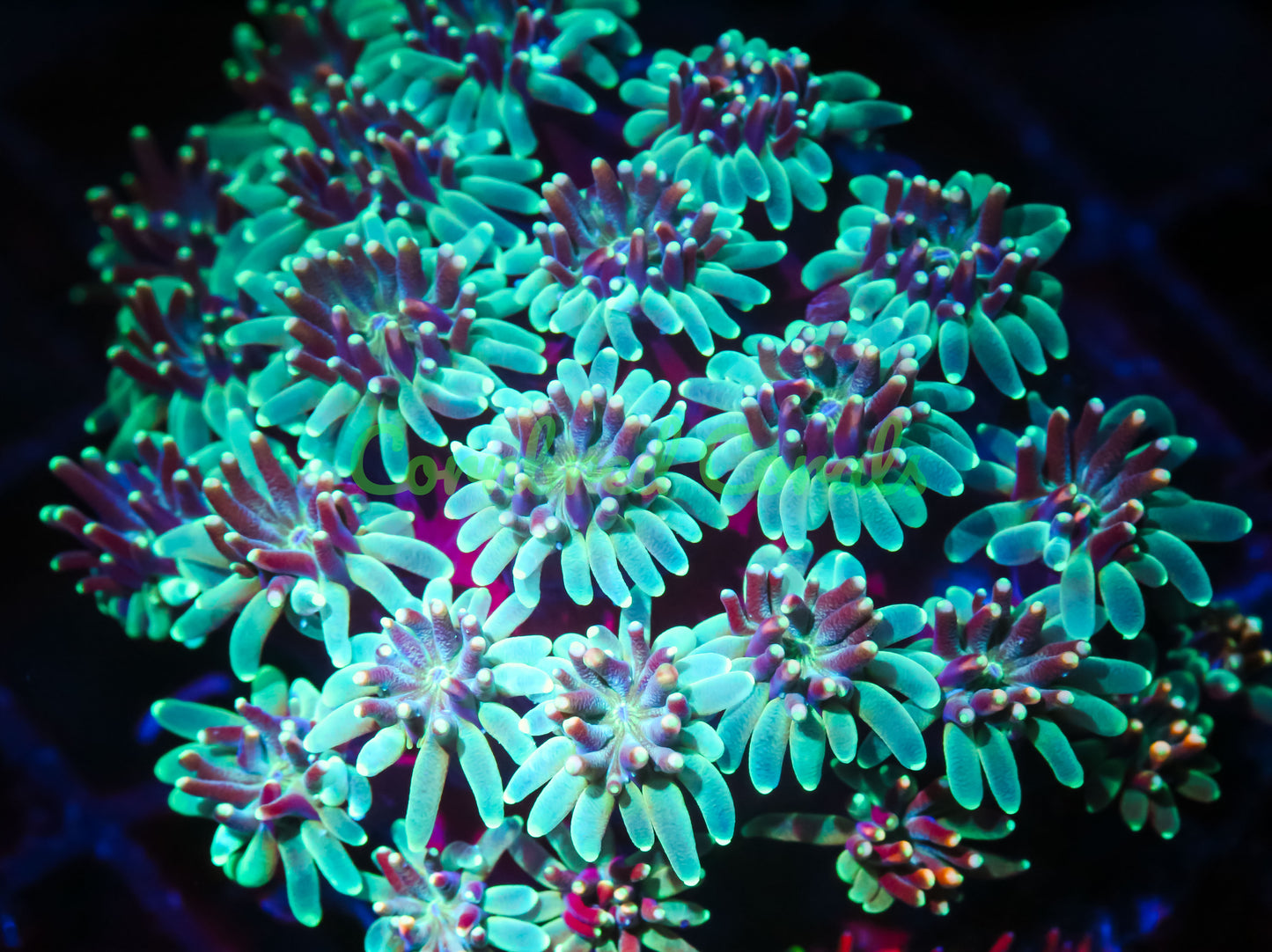 Cornbred's Dream Catcher Galaxia