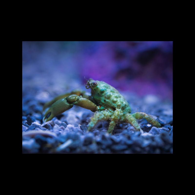 Green Emerald Crab