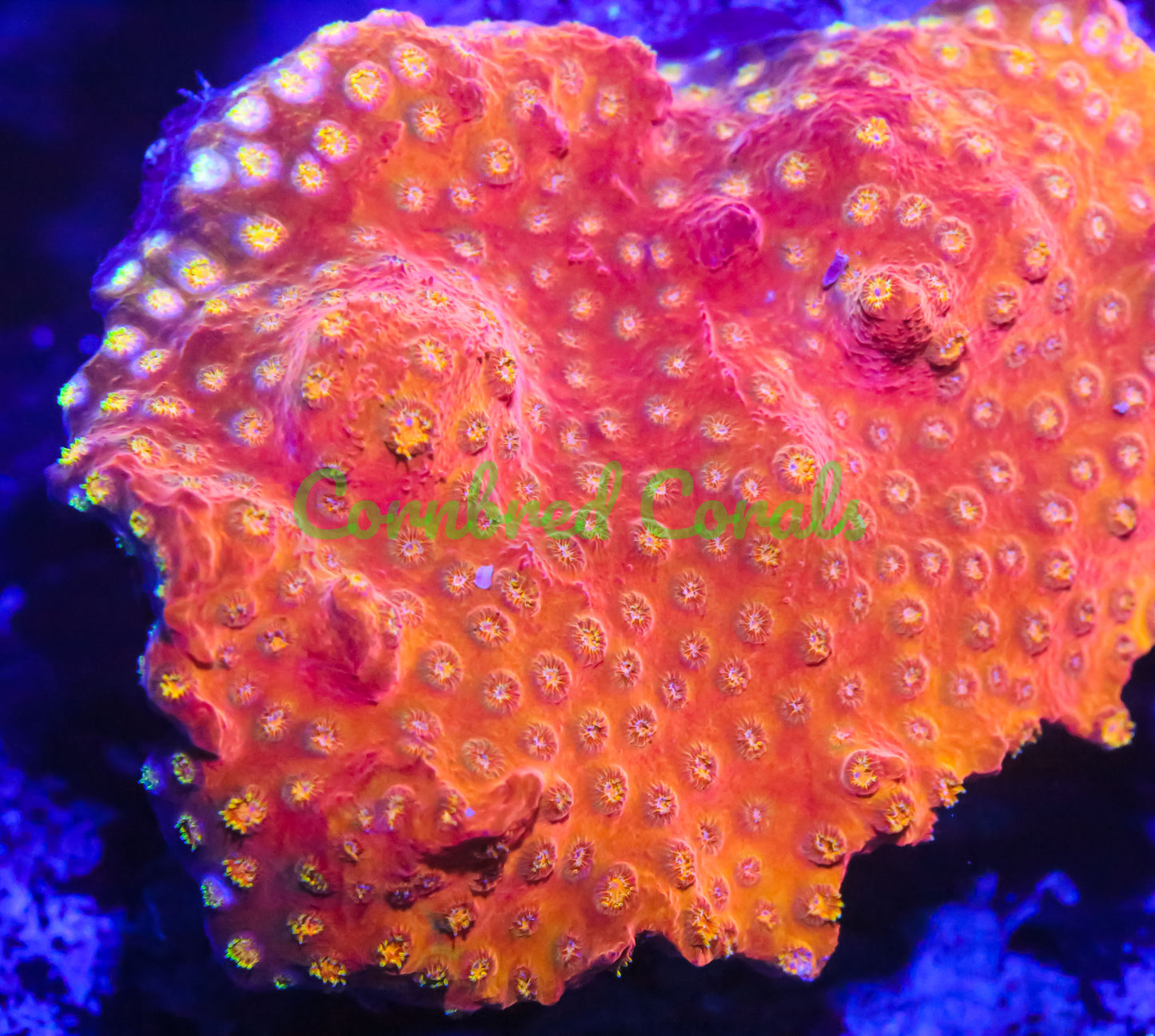 Cornbred's Fire Bomb Cyphastrea - WYSIWYG