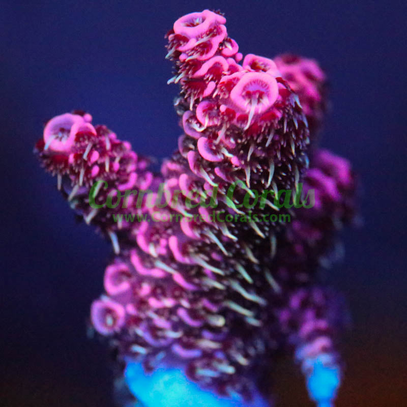 Cornbred's Fire Lemonade Milli - WYSIWYG