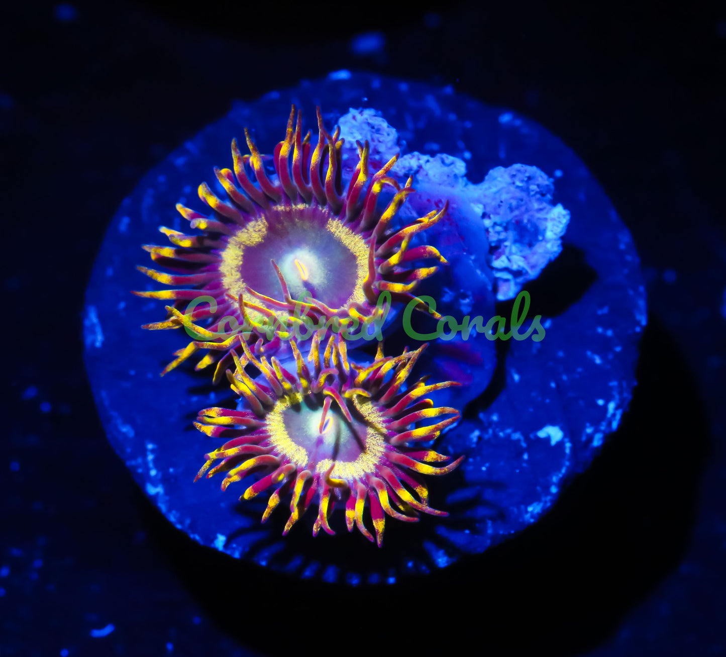 Cornbred's Flaming Phoenix Palys