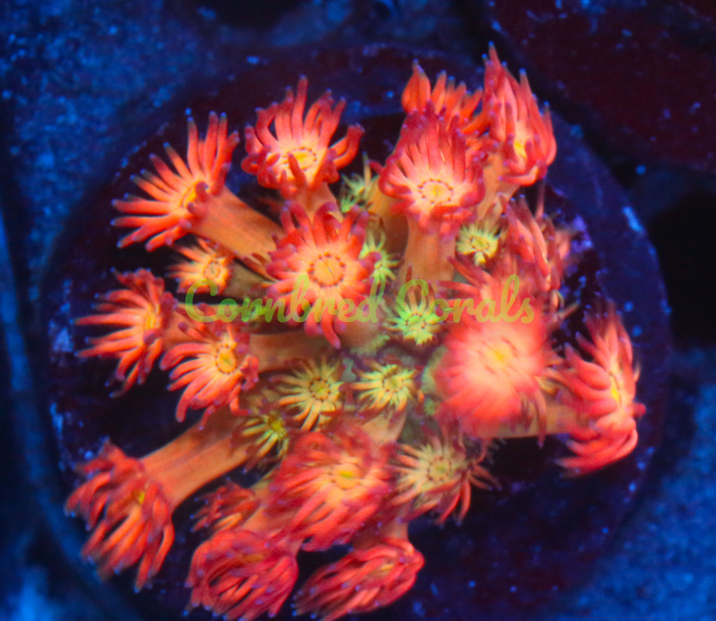 Cornbred's Fuego Goniopora - WYSIWYG