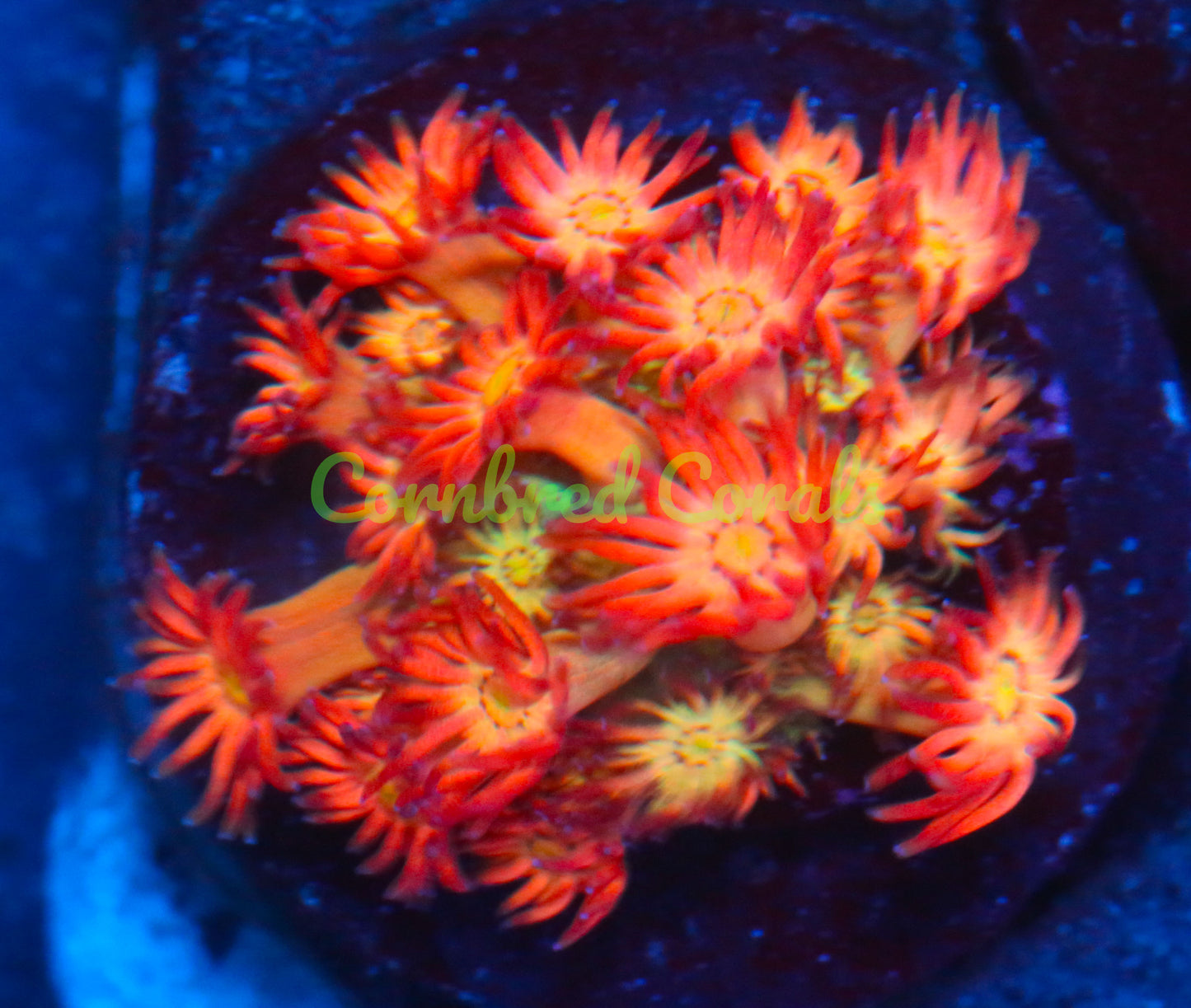 Cornbred's Fuego Goniopora - WYSIWYG
