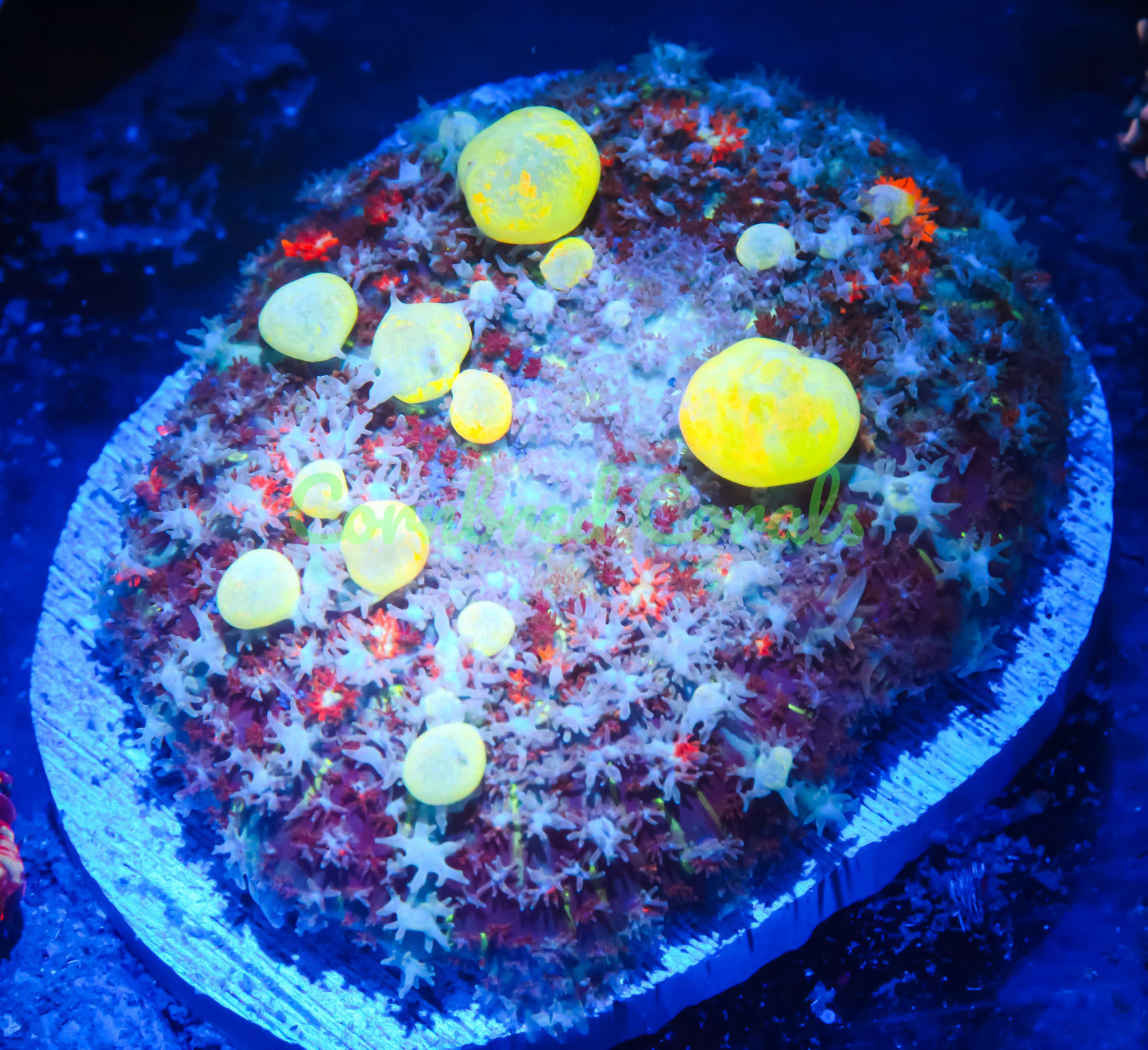 Cornbred's Godspawn Bounce Mushroom - WYSIWYG