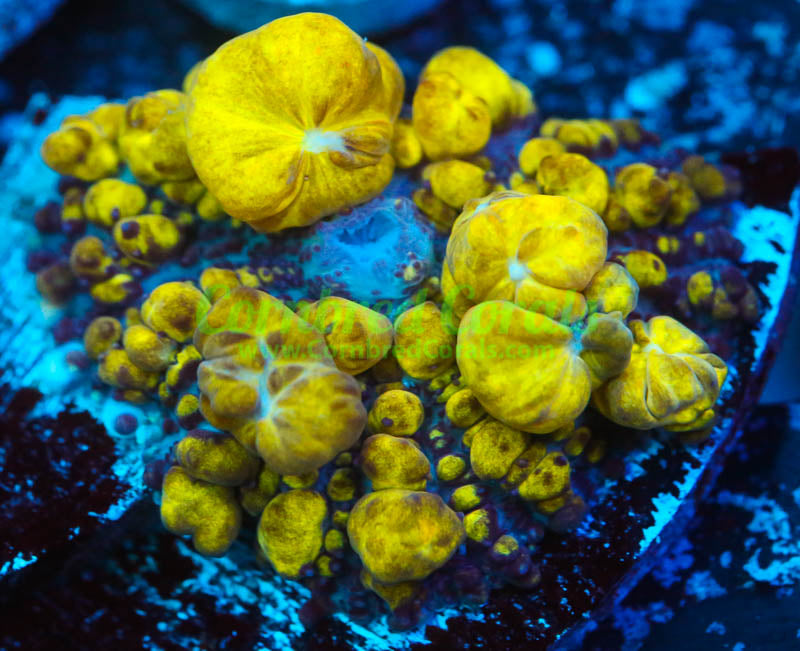 Cornbred's Golden Nugget Bounce Mushroom