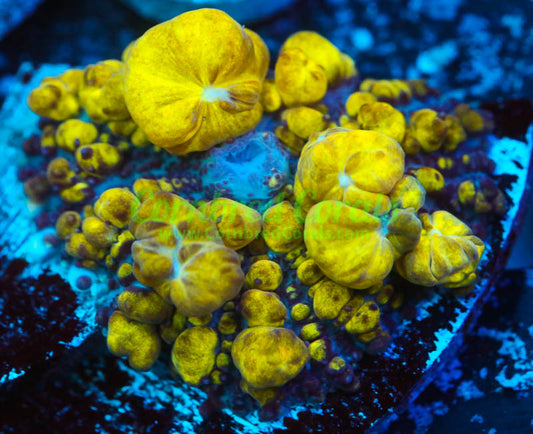 Cornbred's Golden Nugget Bounce Mushroom