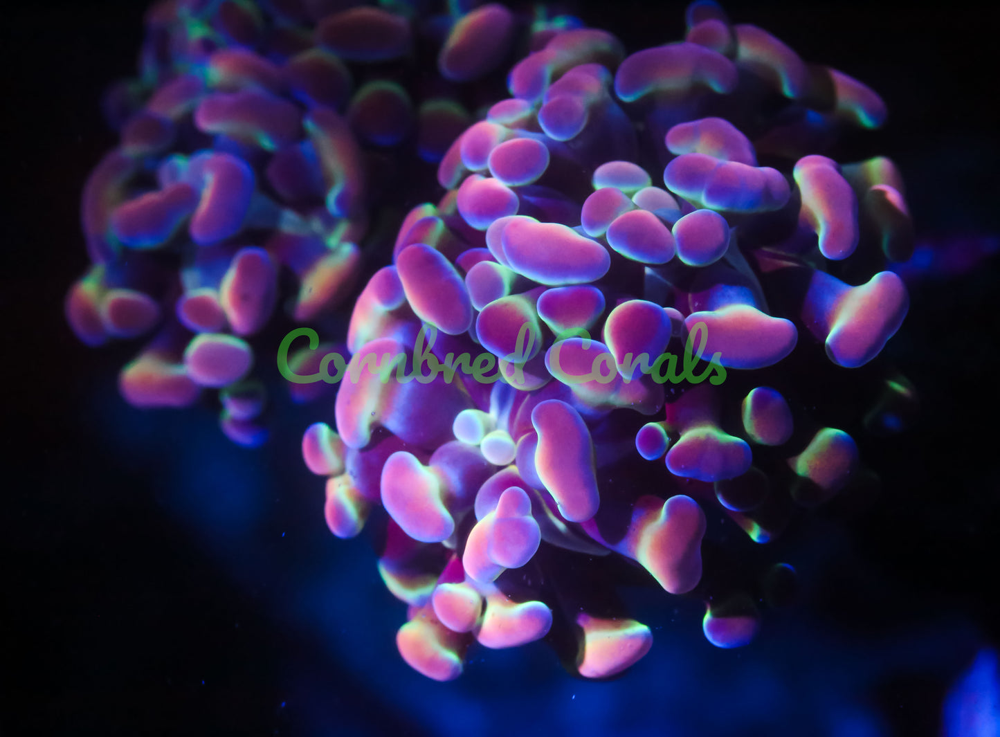 Cornbred's Hologram Branching Hammer
