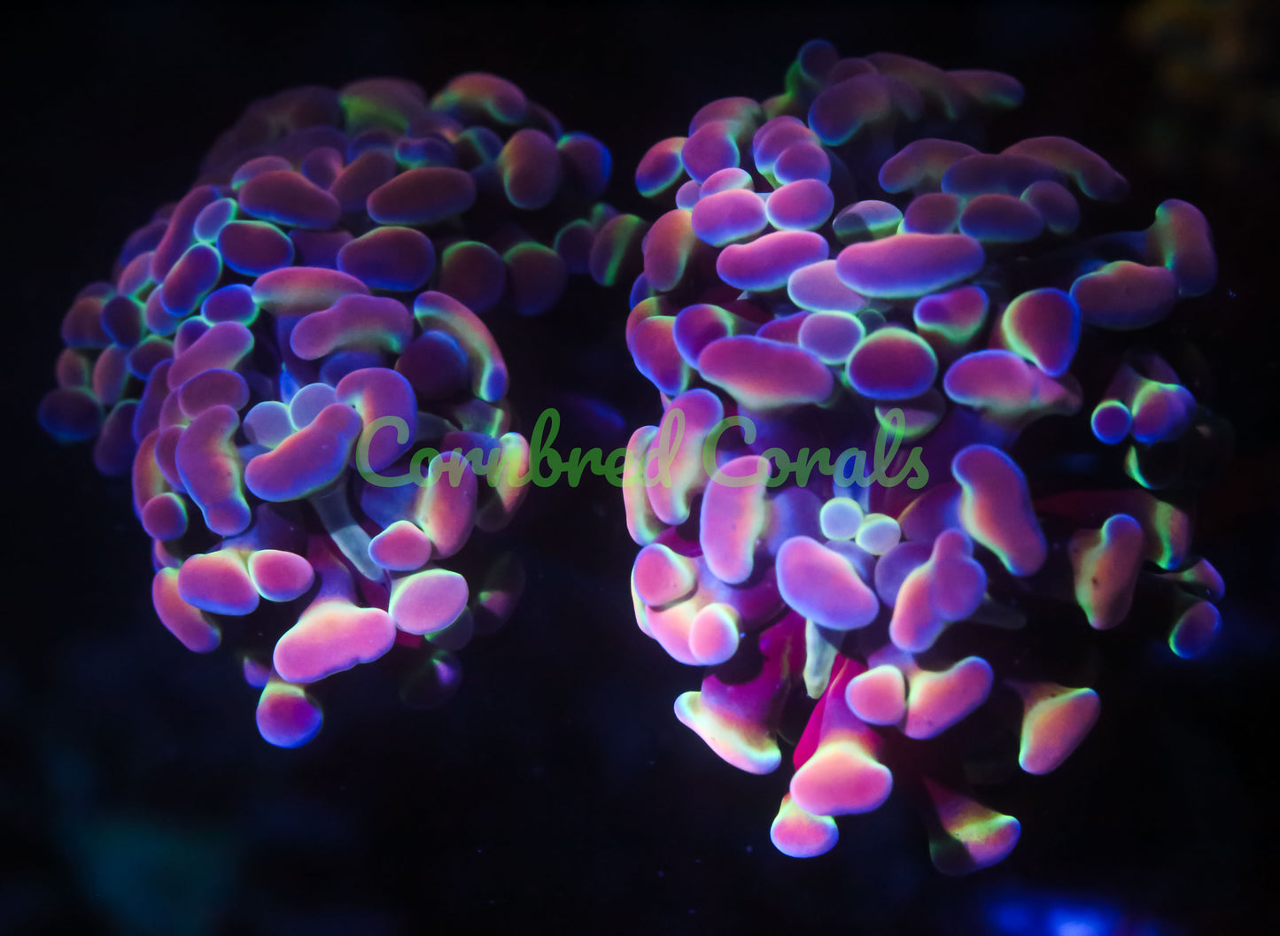 Cornbred's Hologram Branching Hammer