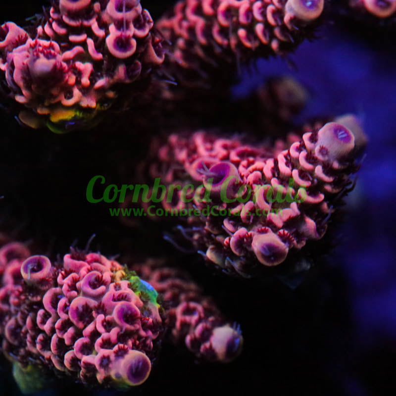 Cornbred's Inferno Milli