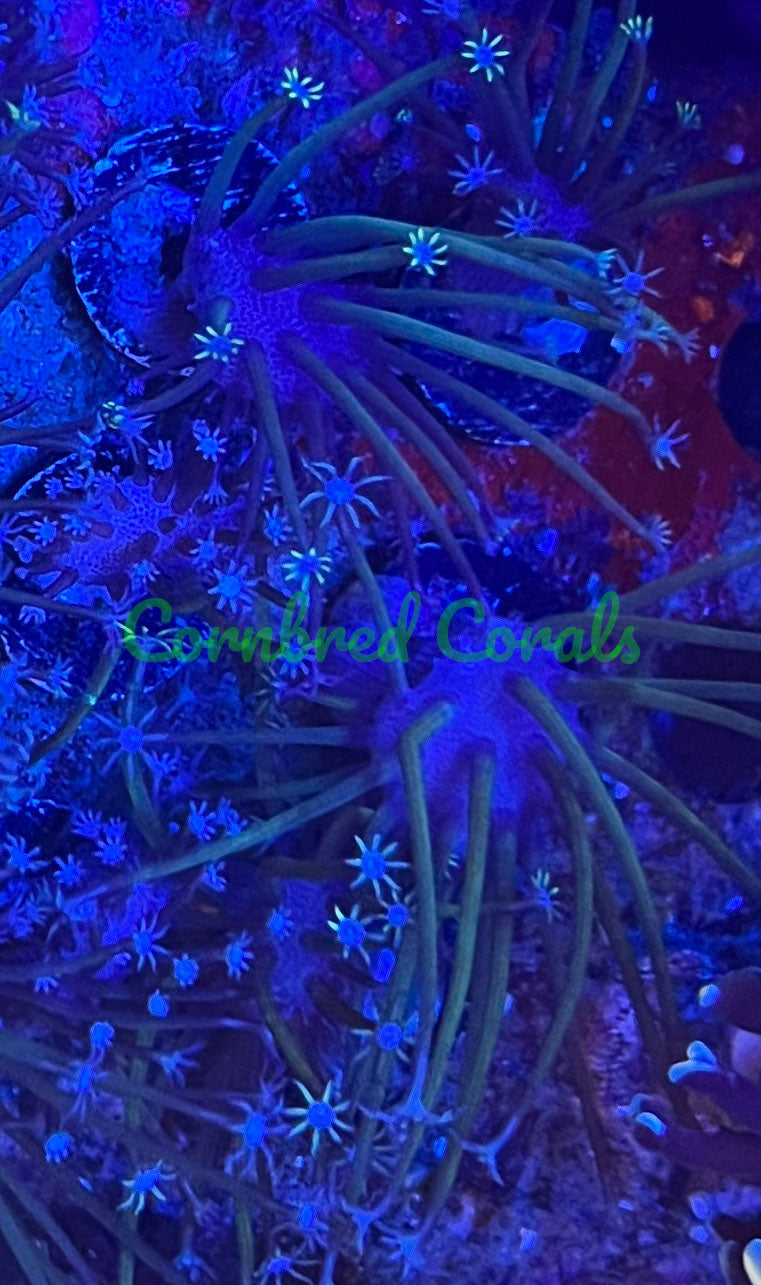 Cornbred's Japanese Blue Tip Weeping Willow Toadstool