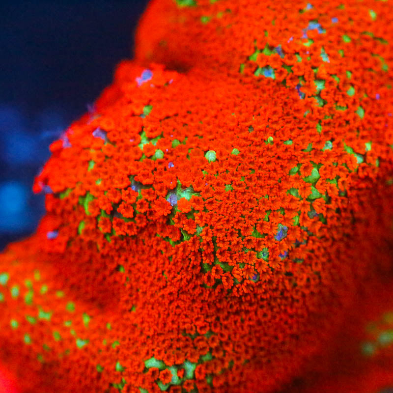 Cornbred Presents Jason Fox's Aquaman Monti - WYSIWYG