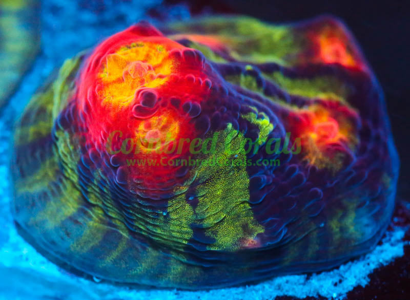 Cornbred Presents Jason Fox's Chemical Reaction Chalice - WYSIWYG