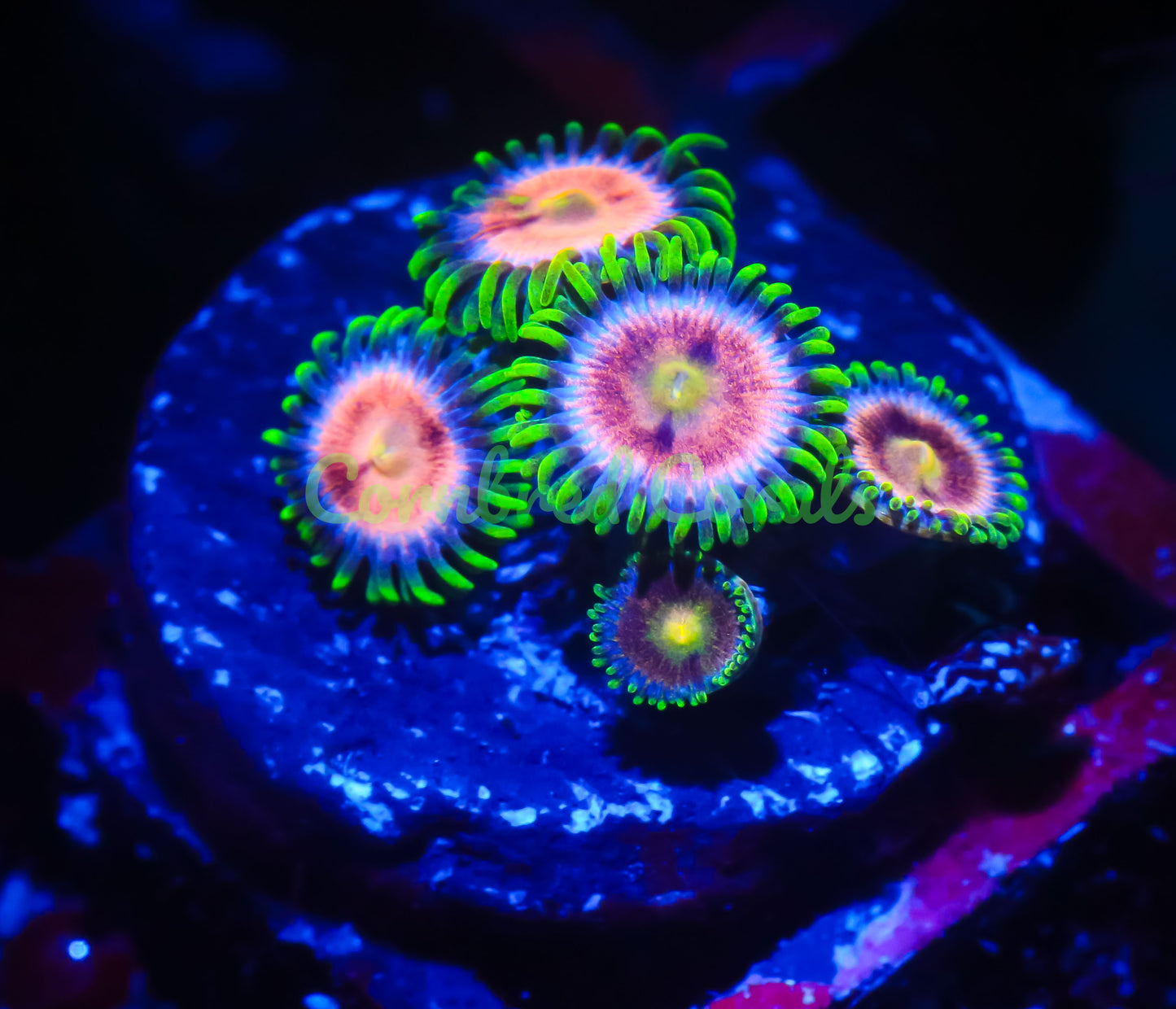 Cornbred's Laser Lemon Zoas