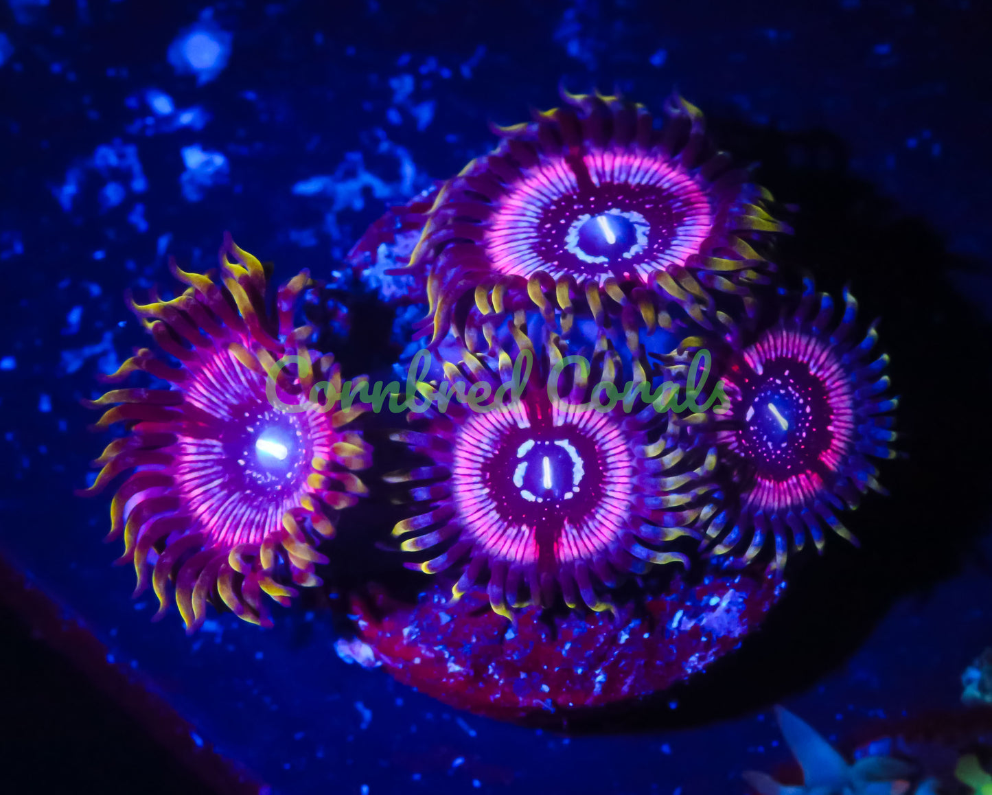 Cornbred's Lucky Hearts Palys