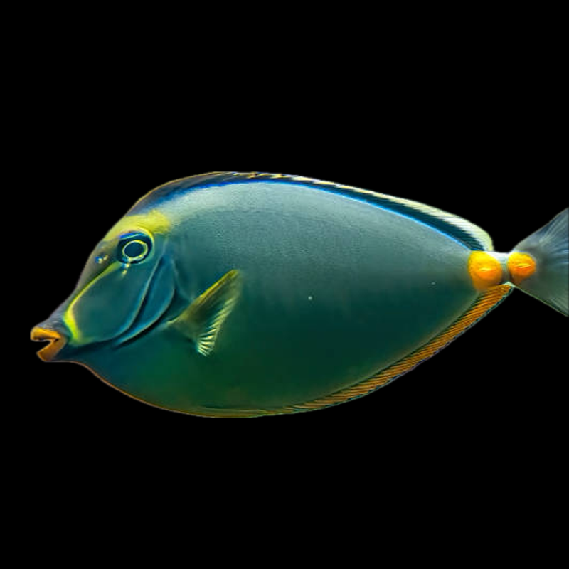 Naso Tang