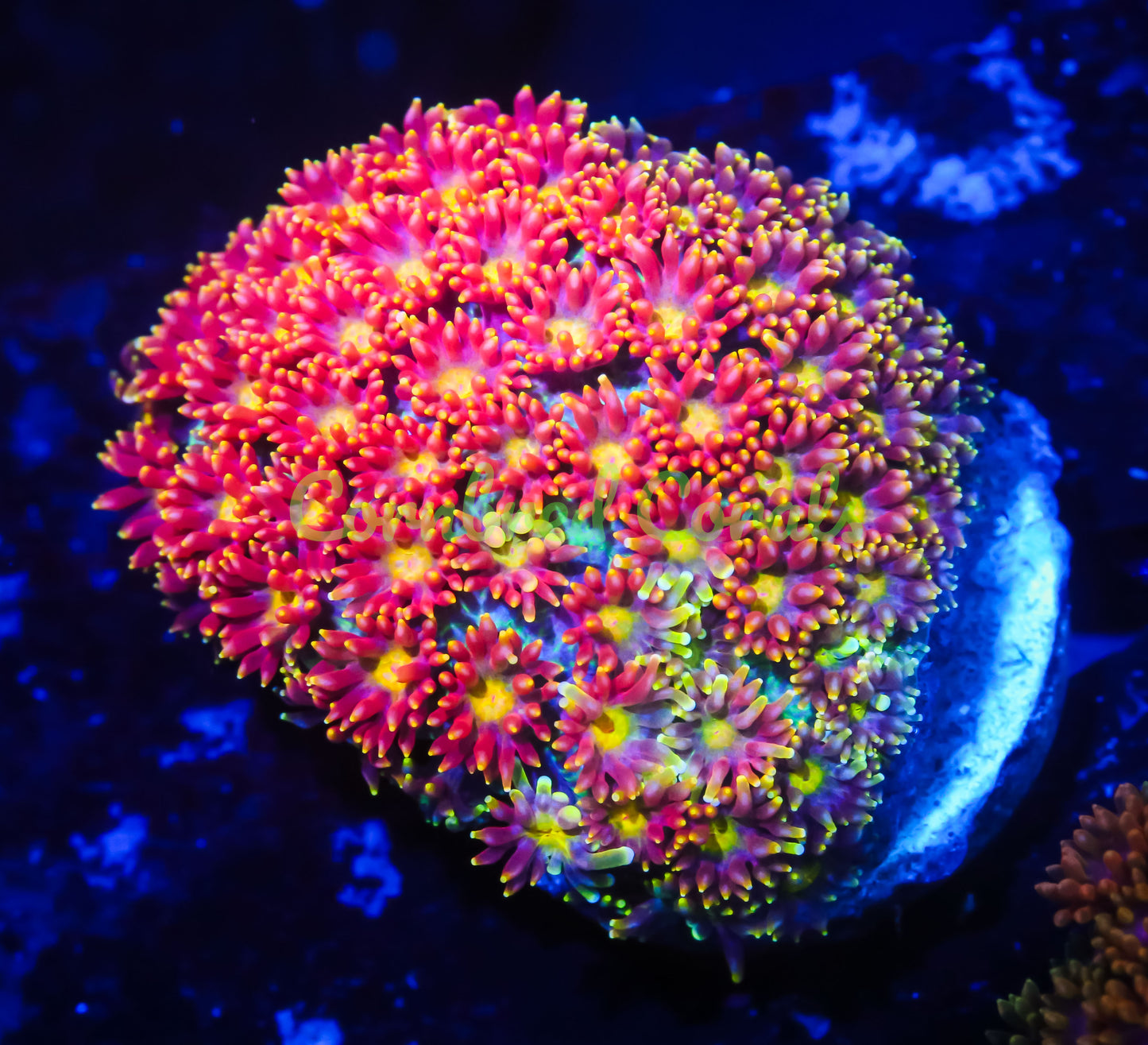 Cornbred's Combustion Goniopora - WYSIWYG
