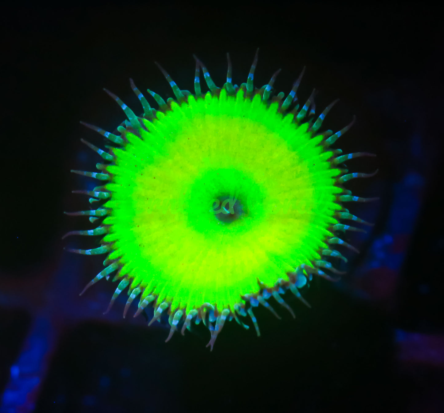 Cornbred's Nuclear Green Palys