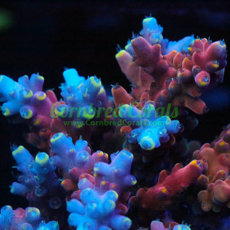 Cornbred's Papa Dios Acro