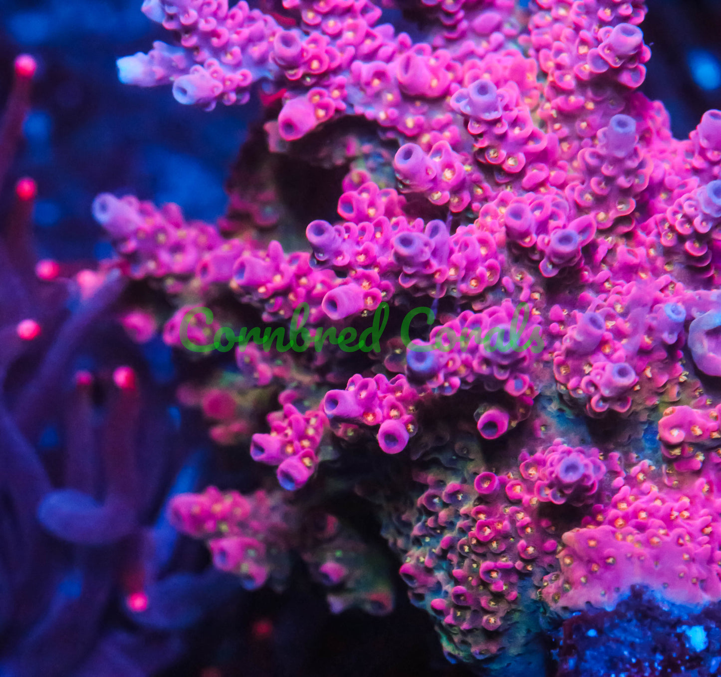 Cornbred's Pink Dippin Dots Acro