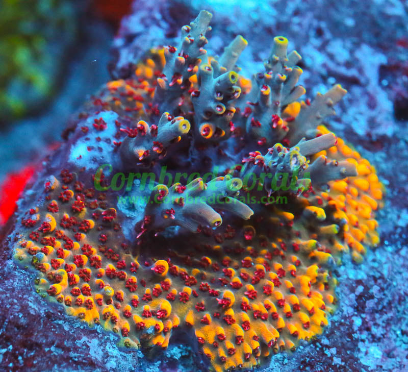 Cornbred Presents RR's Pink Floyd Acro