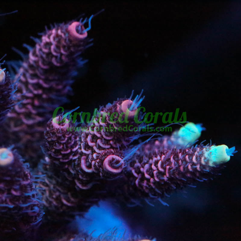 Cornbred's Pink Lemonade Milli