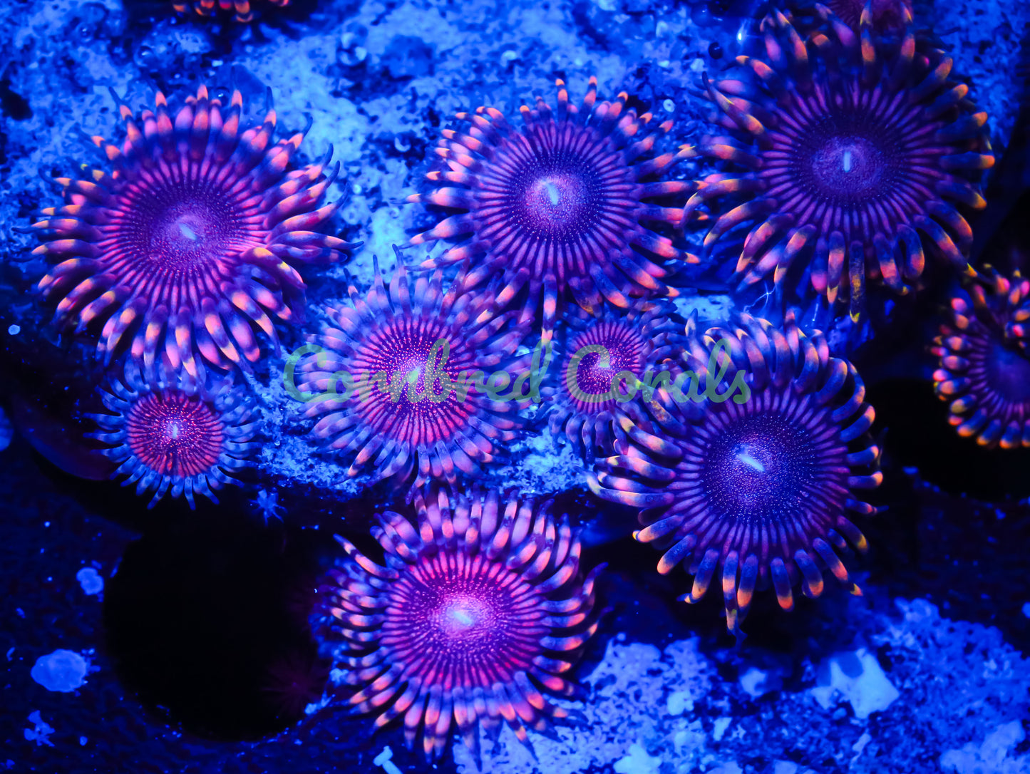 Cornbred's Pink Lotus Palys