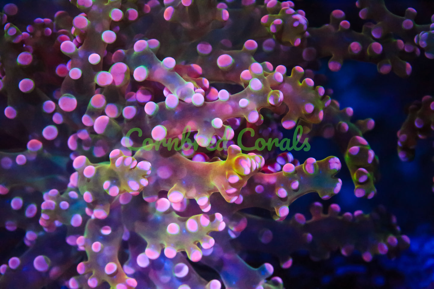 Cornbred's Pink Tip Frogspawn