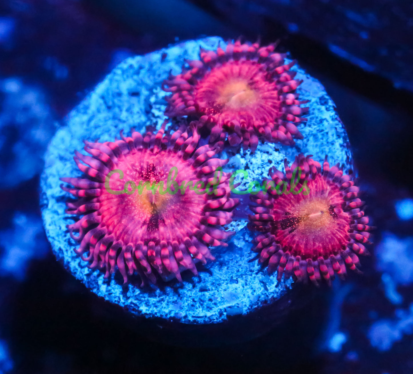 Cornbred's Playboy Bunny Palys