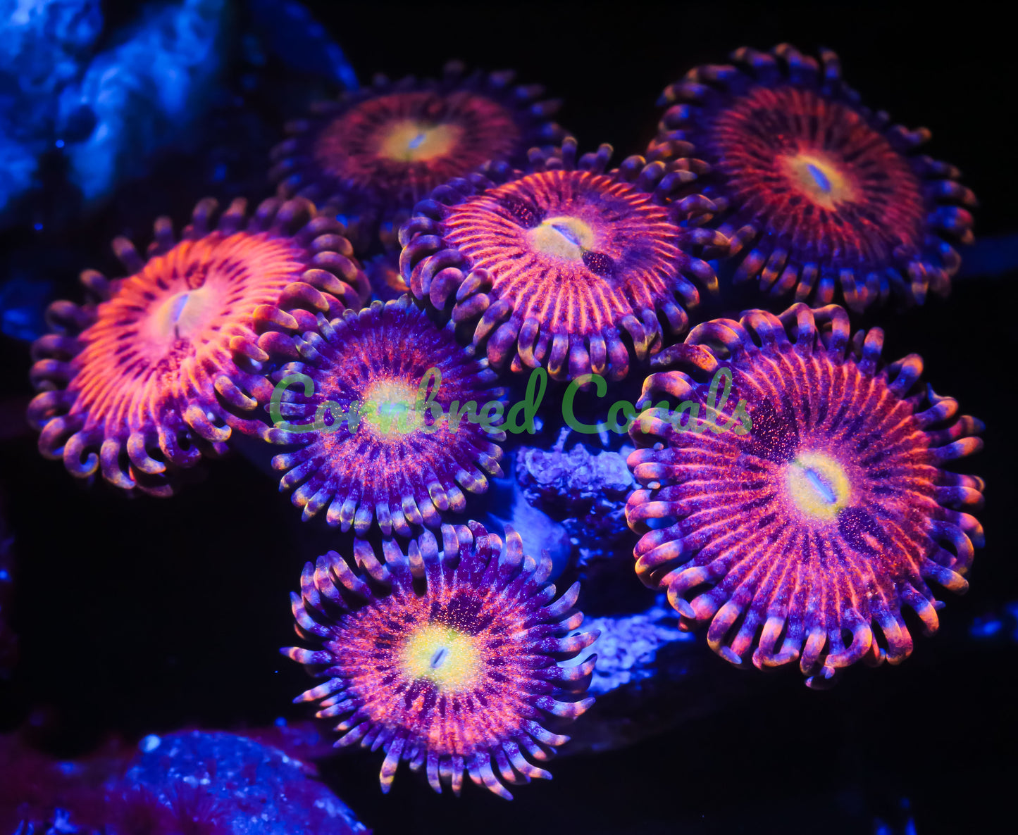 Cornbred's Playboy Bunny Palys